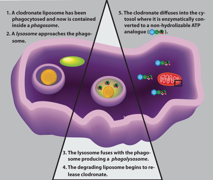 Liposome Phagocytosed by Macrophage