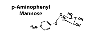 Why do many scientists believe that this molecule will remain stably associated with the surface of liposomes such that mannose receptor binding can occur?