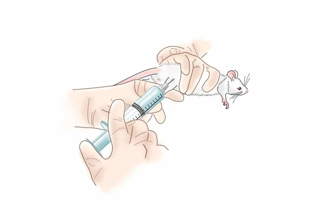 Intramuscular injection of Clodrosome